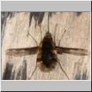 Bombylius major - Wollschweber m10.jpg